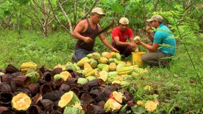 Nikaragua: Kakaové boby