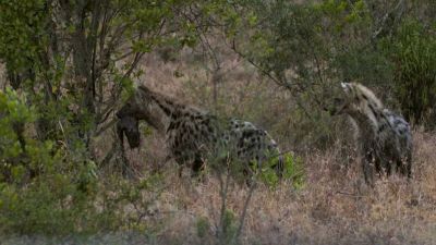 Hyeny v Africe