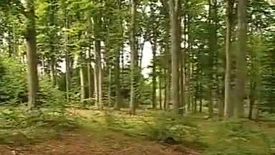Lesy mírného pásu v ČR: Zásahy člověka