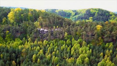 Druhová skladba lesa v České republice