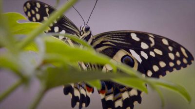 Zhudebněná báseň Petra Bezruče: Motýl