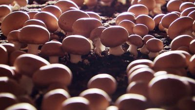 Jak se pěstují houby a proč jsou zdravé