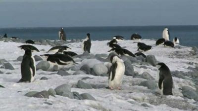 Antarktida: Čínská vědecká základna