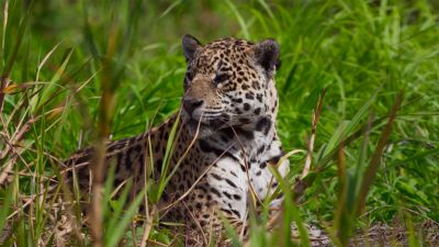 Ochrana jaguárů v Amazonii