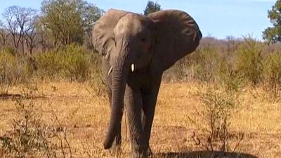 Zambie: Slon africký
