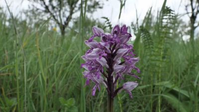 Bělokarpatské orchideje