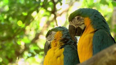 Kostarika: Mlžný prales