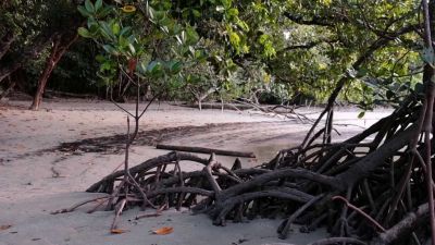 Austrálie: Prales Daintree