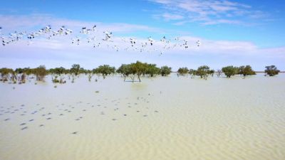 Austrálie: Eyreovo jezero