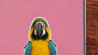 Jak to, že papoušci umí mluvit?
