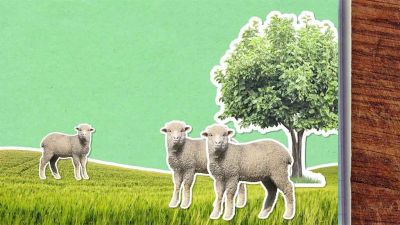 Proč se ovce stříhají?