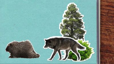 Je pravda, že dikobraz při ohrožení střílí ostny?