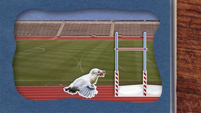 Proč neumějí slepice létat?