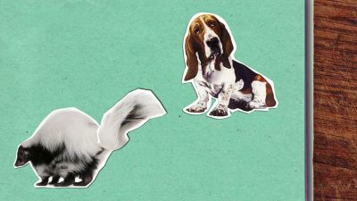 Proč skunk tak děsně páchne?