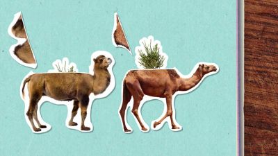Proč mají velbloudi hrby?