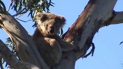 Austrálie: Blahovičníky a koalové