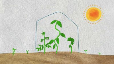 Sázení rostlin a jejich růst ve skleníku