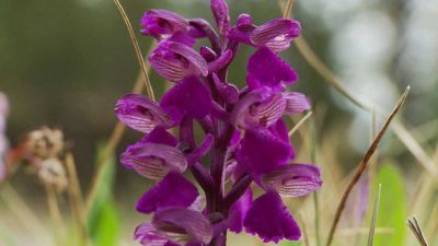 Orchideje české přírody a další zajímavosti