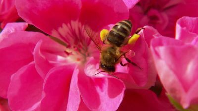 Včely a med