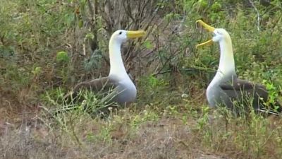 Albatrosi: Obyvatelé souostroví Galapágy