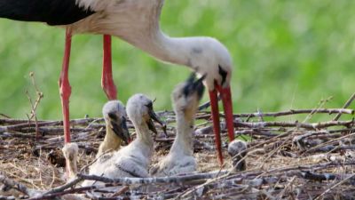 Frnk z hnízda: Čápům se vylíhla další mláďata