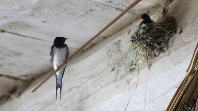 Frnk z hnízda: Vlaštovky dokončují hnízdo