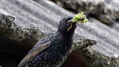 Frnk z hnízda: Špačci krmí svá mláďata