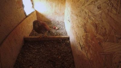 Frnk z hnízda: Poštolka snáší druhé vajíčko