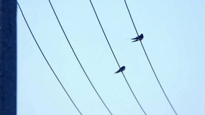 Frnk z hnízda: Vlaštovky se vracejí z Afriky