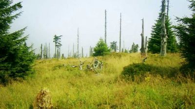 Funkce lesa: Fotosyntéza a koloběh živin