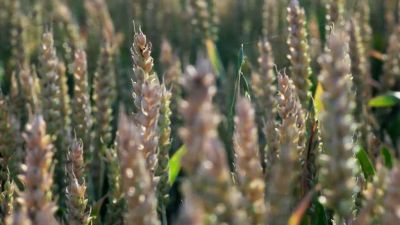 Pšenice jako odkaz našich předků