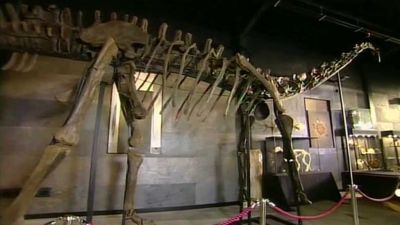 Dinosauří kosti v dražbě