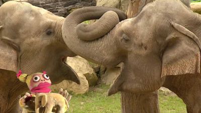 Proč má slon dlouhý chobot?