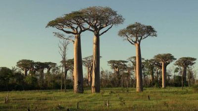 Jedinečný Madagaskar