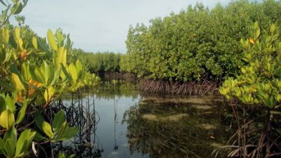 Filipíny: Mangrovy