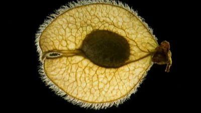 Semena rostlin pod elektronovým mikroskopem