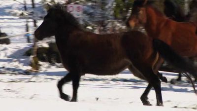 Huculové: Ohrožení koně