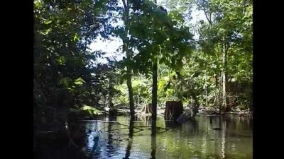 Amazonský prales: fauna i flora