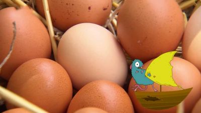Jak uvařit vejce