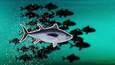 Tuňák: rekordman i pochoutka