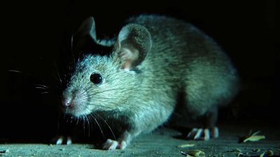 Hybridní populace myší a síla chromozomu Y