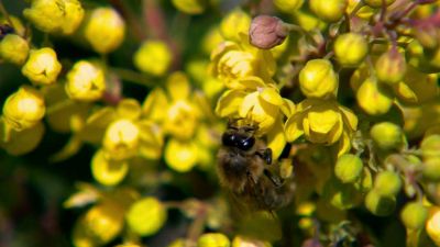 Zajímavosti o včele medonosné
