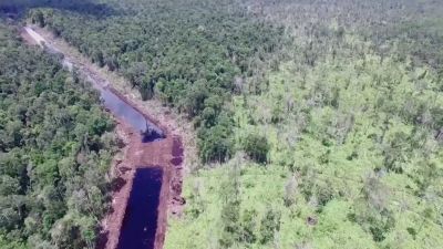 Amazonský deštný les: Odlesňování