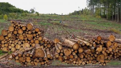 Uhlíková bilance českých lesů