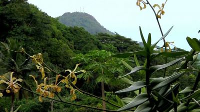 Tropický deštný les na Seychelách